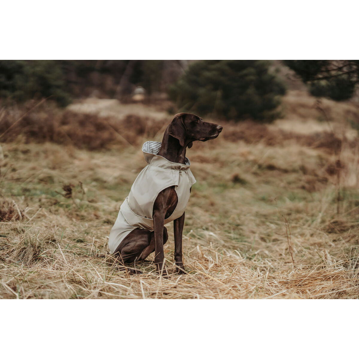 Dog Coat Hunter Milford Beige 25 cm-3