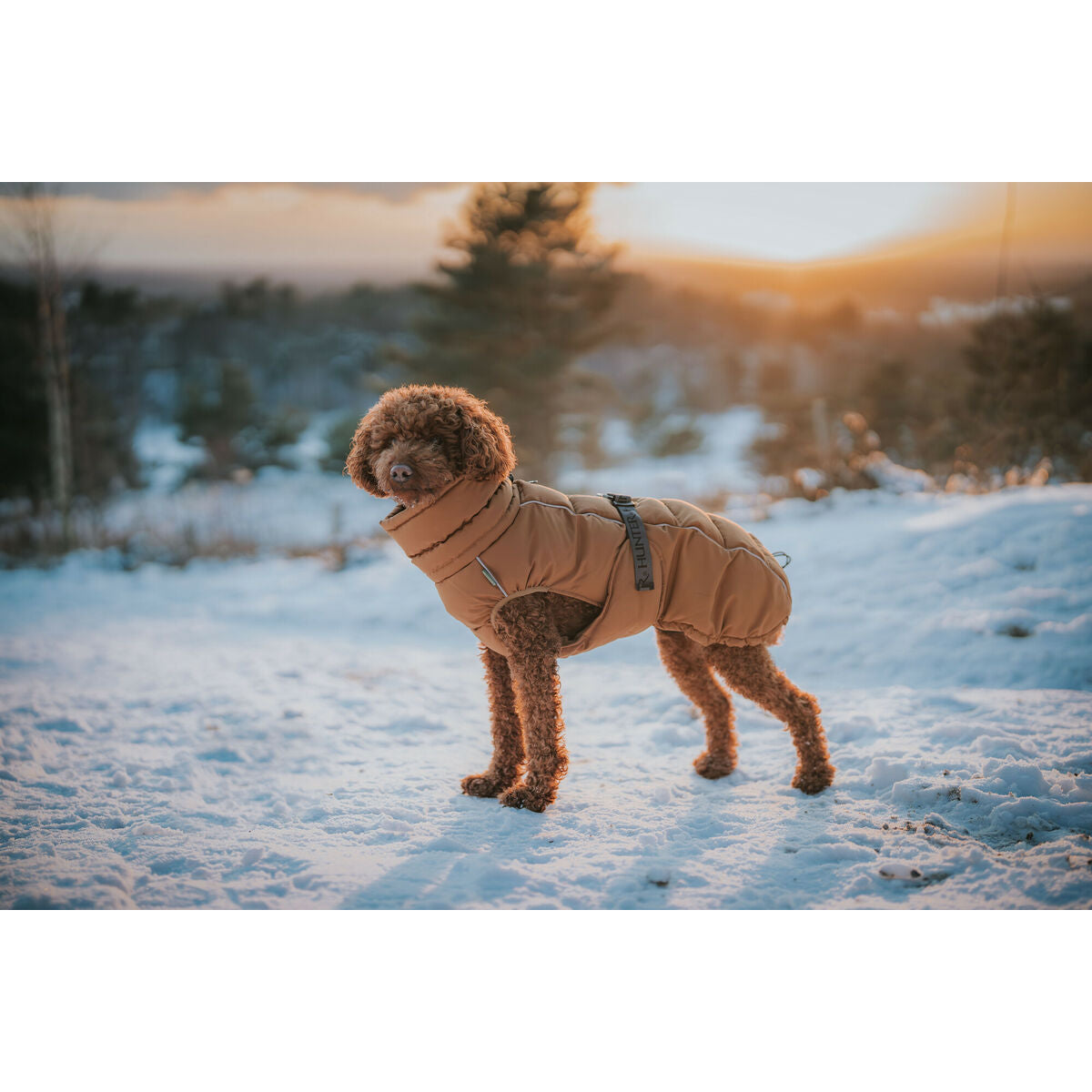 Pet's clothing Hunter PAXSON Brown Polyester-2