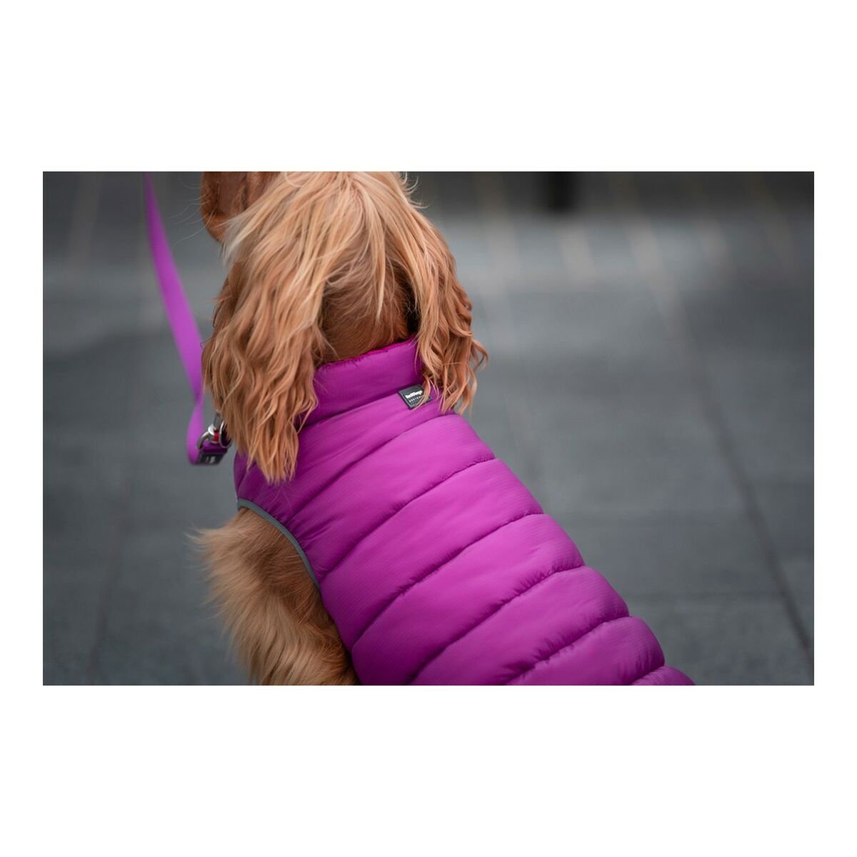 Dog Coat Red Dingo Puffer Pink/Purple 40 cm-1