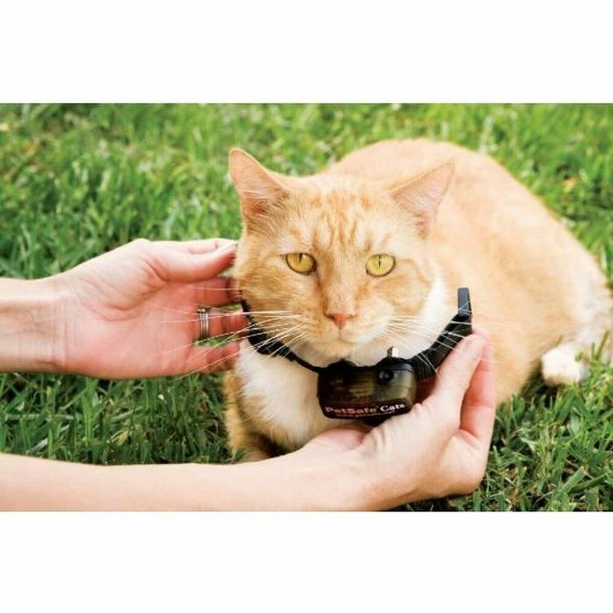 Cat Collar PetSafe Prf-3004xw-20-1