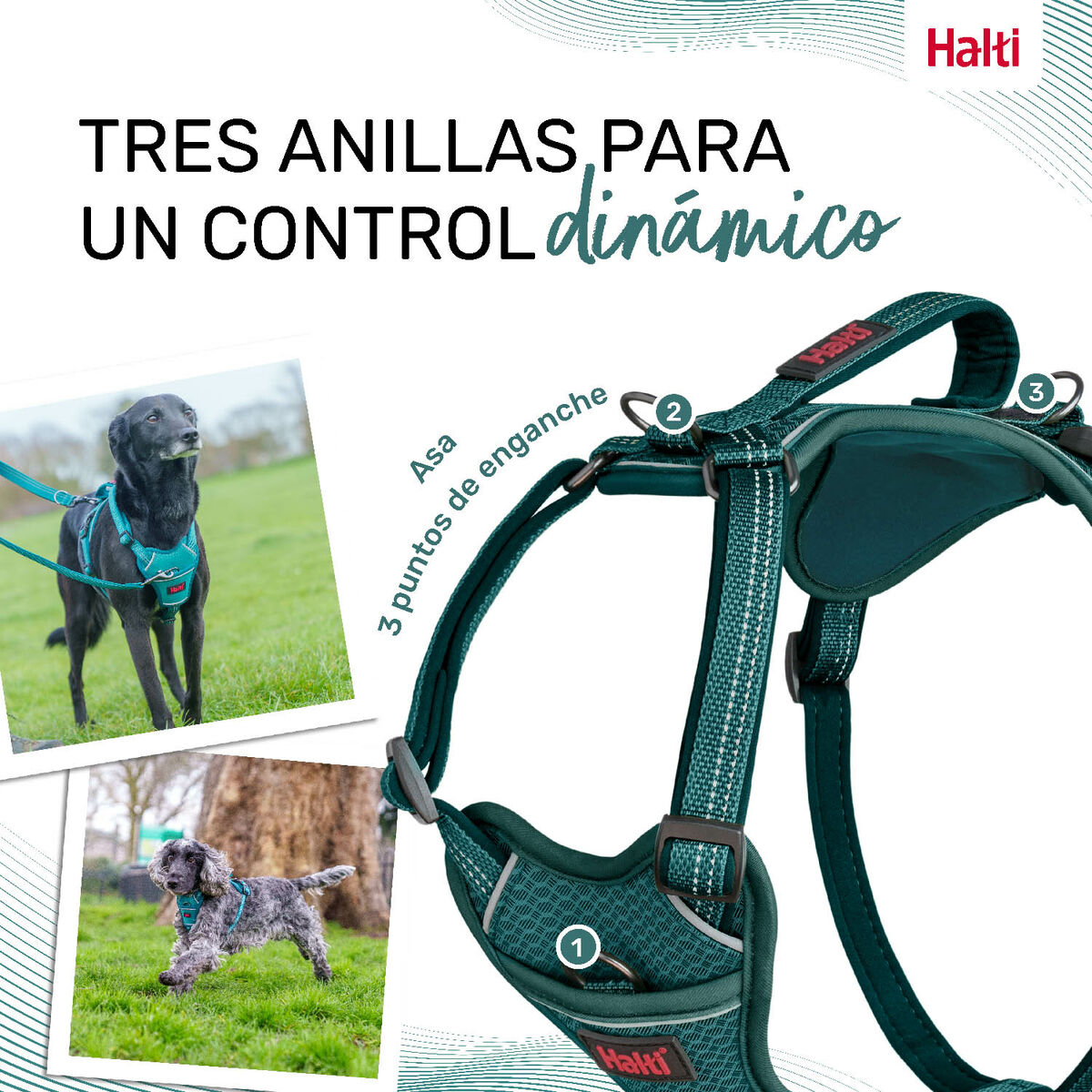 Dog Harness Company of Animals Turquoise XS 20-32 cm-1