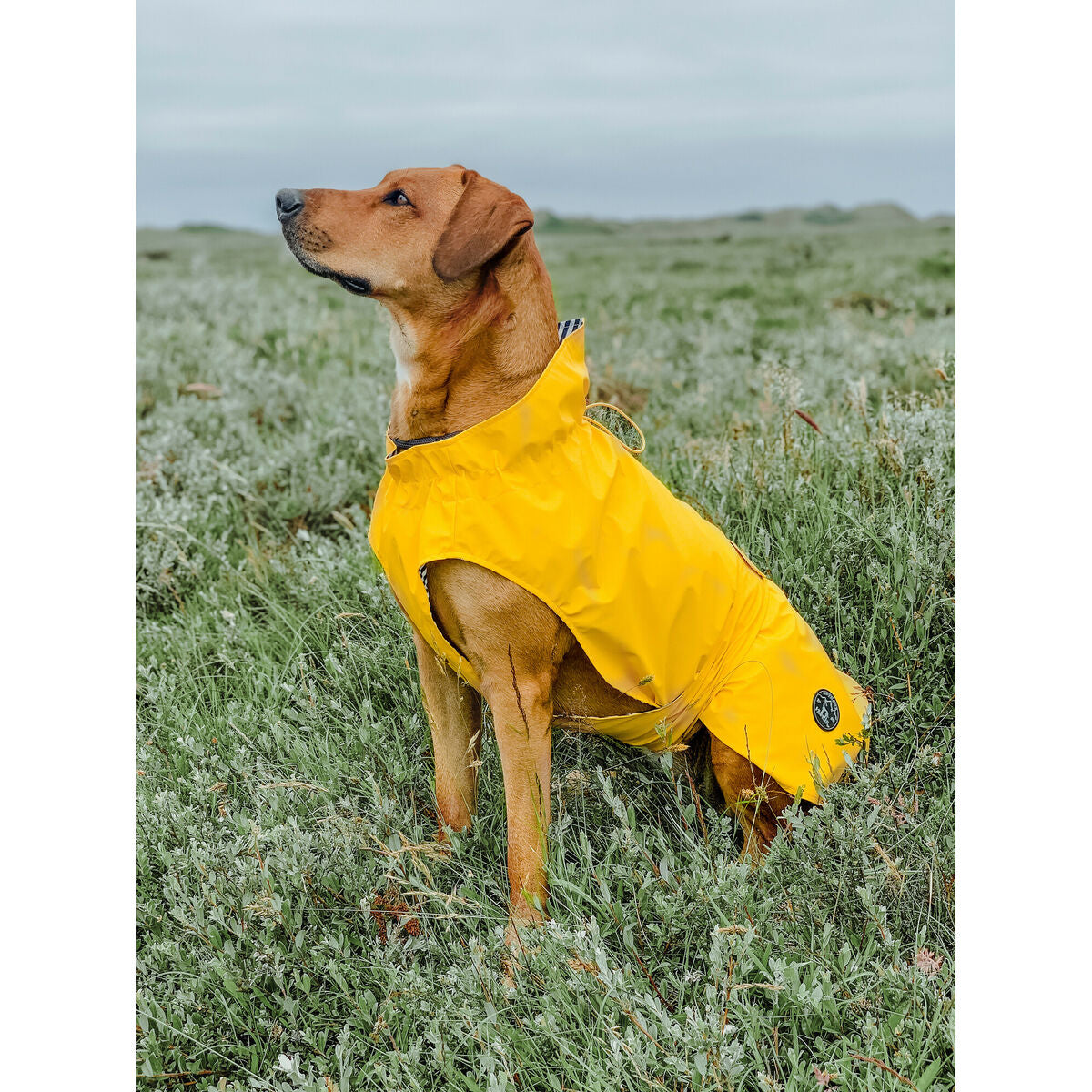 Dog Coat Hunter Milford Yellow 50 cm-1