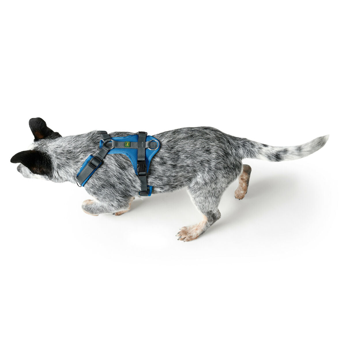 Dog Harness Hunter Maldon Up Blue 31-49 cm-2