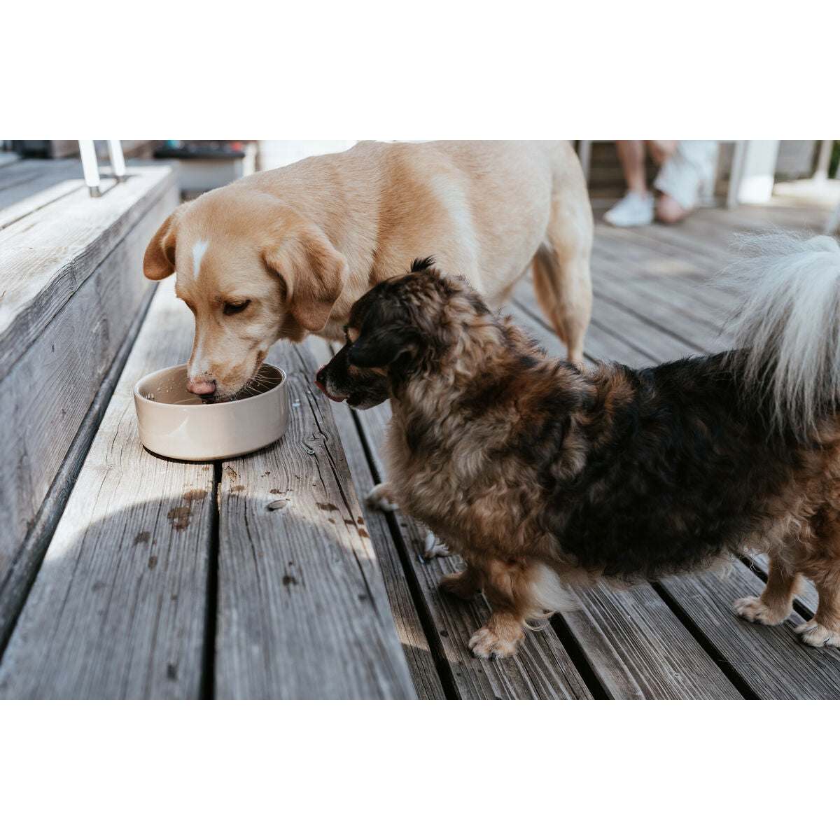 Dog Feeder Hunter OSBY Beige Ceramic 550 ml-3
