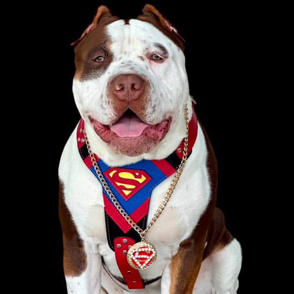 ''SUPERMAN'' HARNESS-2