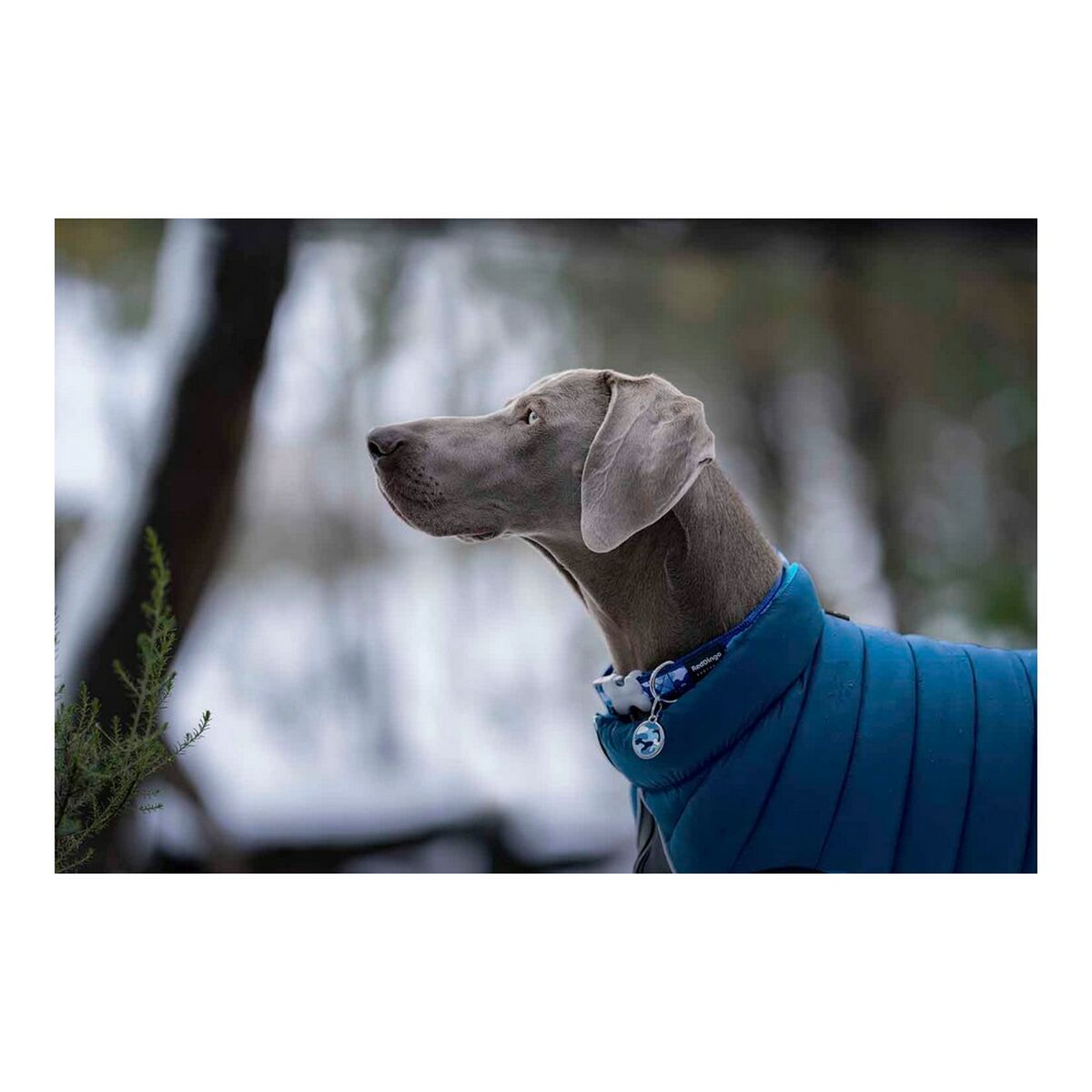 Dog Coat Red Dingo Puffer Turquoise 35 cm-1