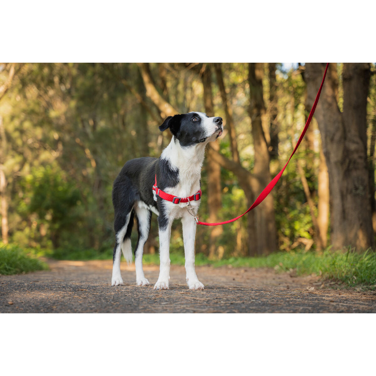 Dog Harness Red Dingo 30-42 cm Red XS-1