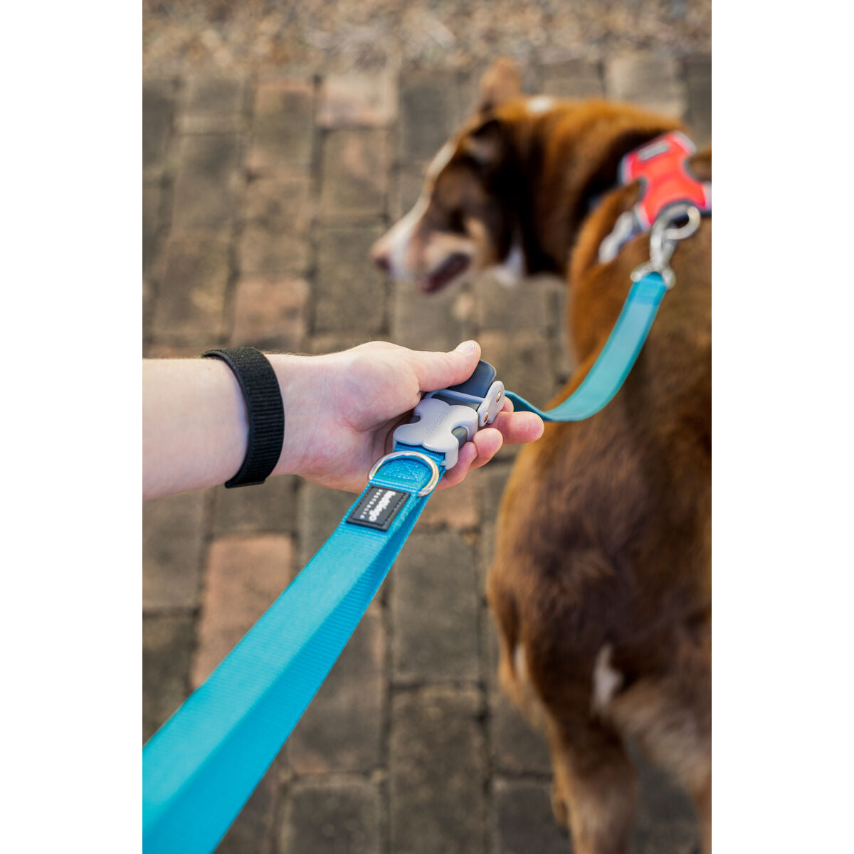 Dog Lead Red Dingo Turquoise-1