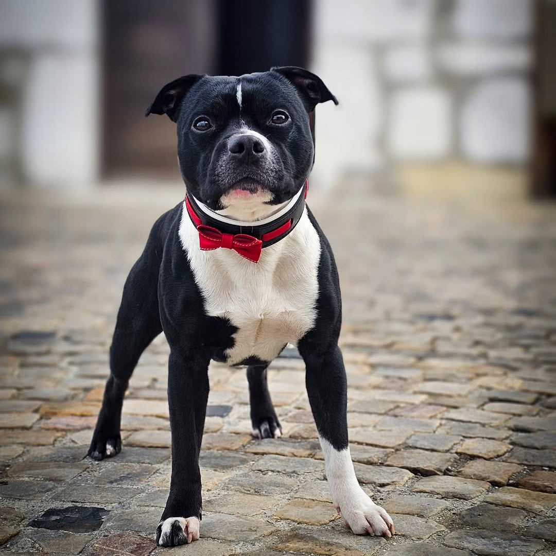 The "Bowtie" collar black-2