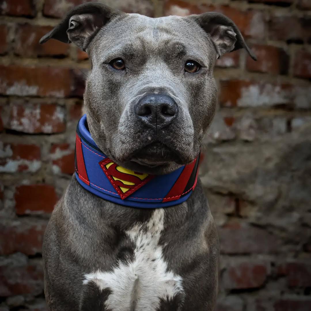 ''Superman'' collar-2