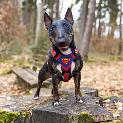 ''Superman'' harness Medium Size-1