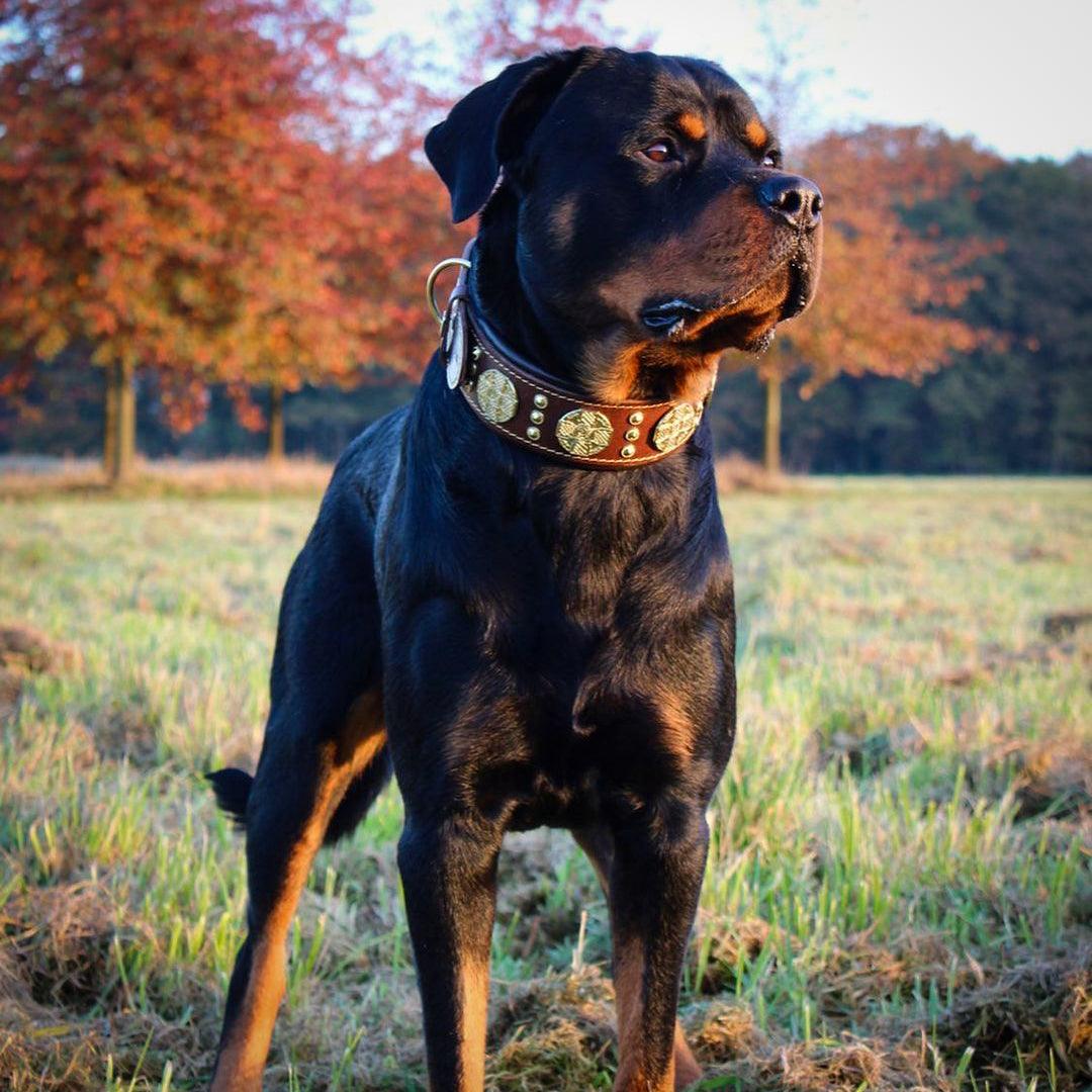 The "Maximus" collar 2.5 inch wide brown & gold-1