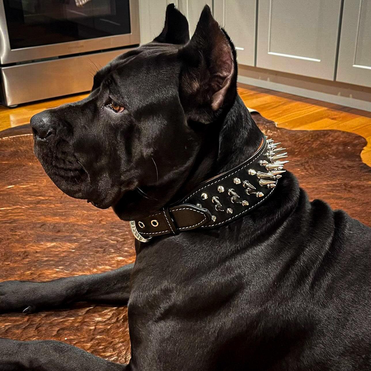 The "Big Boy" collar-1