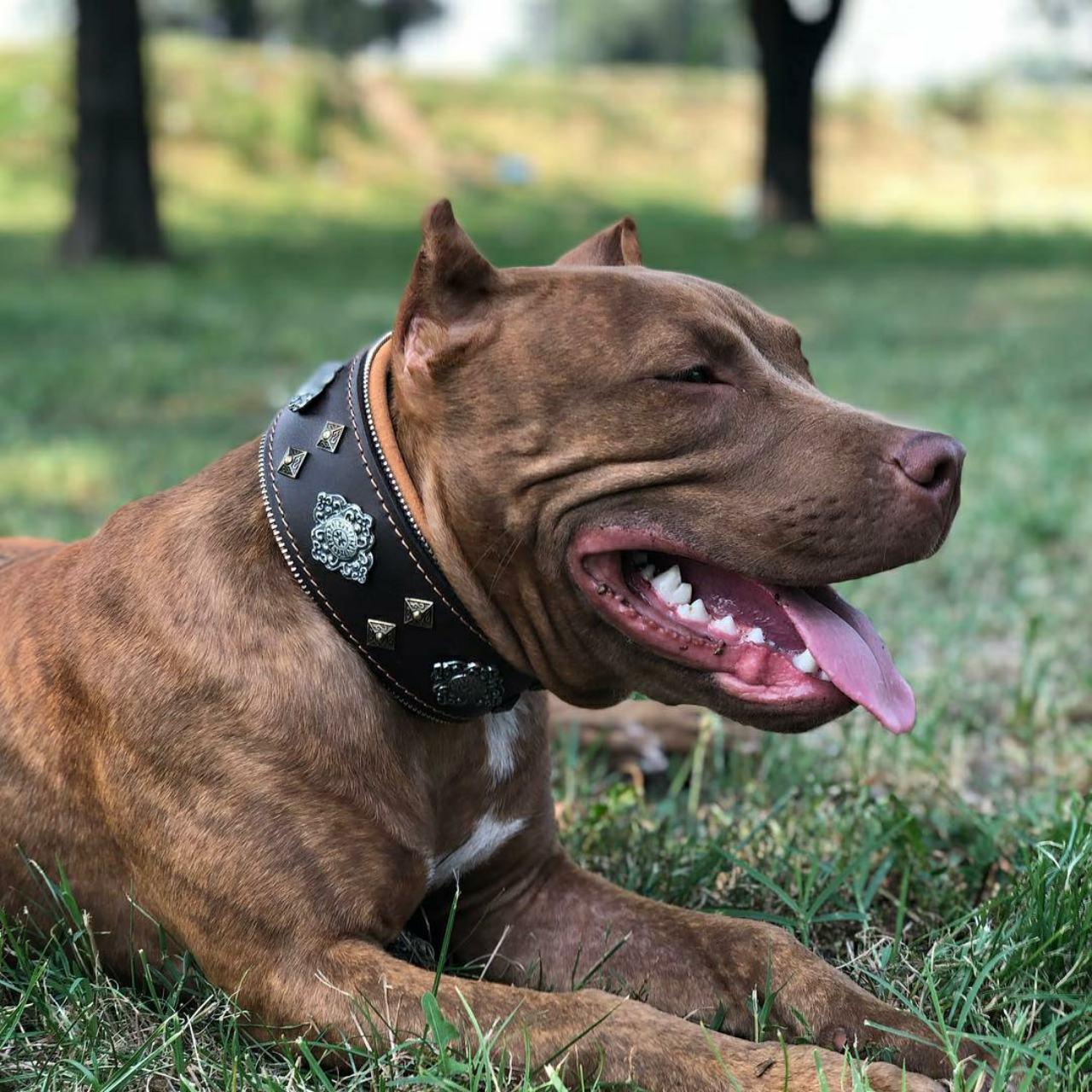 "Aztec" brown dog collar-4