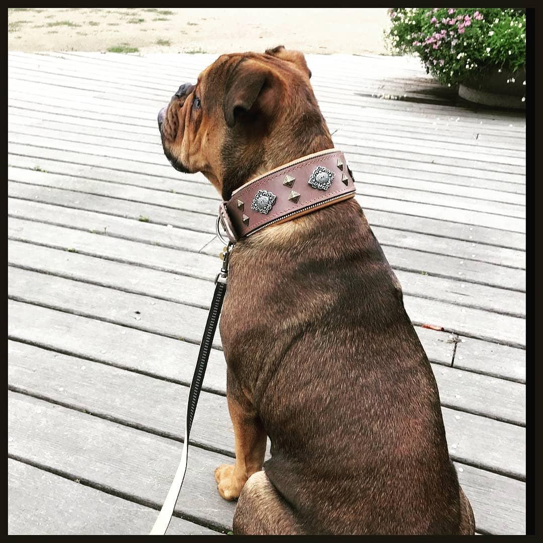 "Aztec" grey dog collar-1