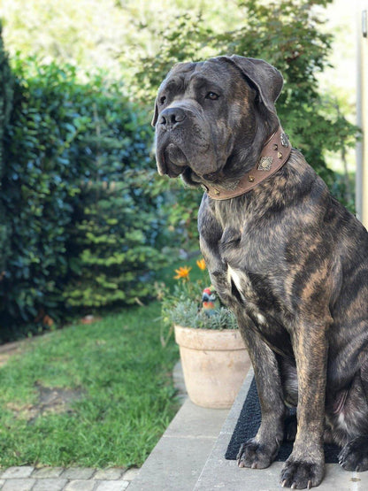 "Aztec" grey dog collar-3