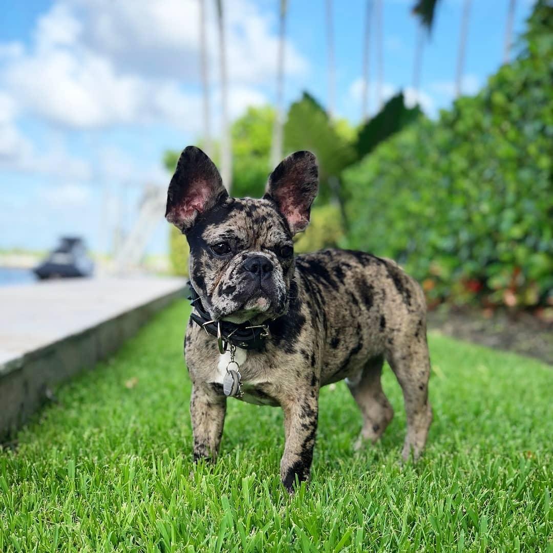 BLACK "Frenchie" collar-2