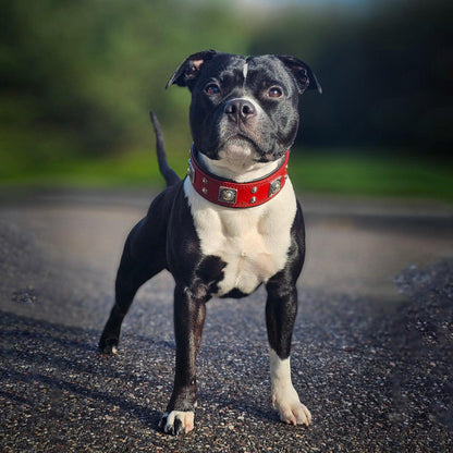 The "Eros" collar 2 inch wide Red-1