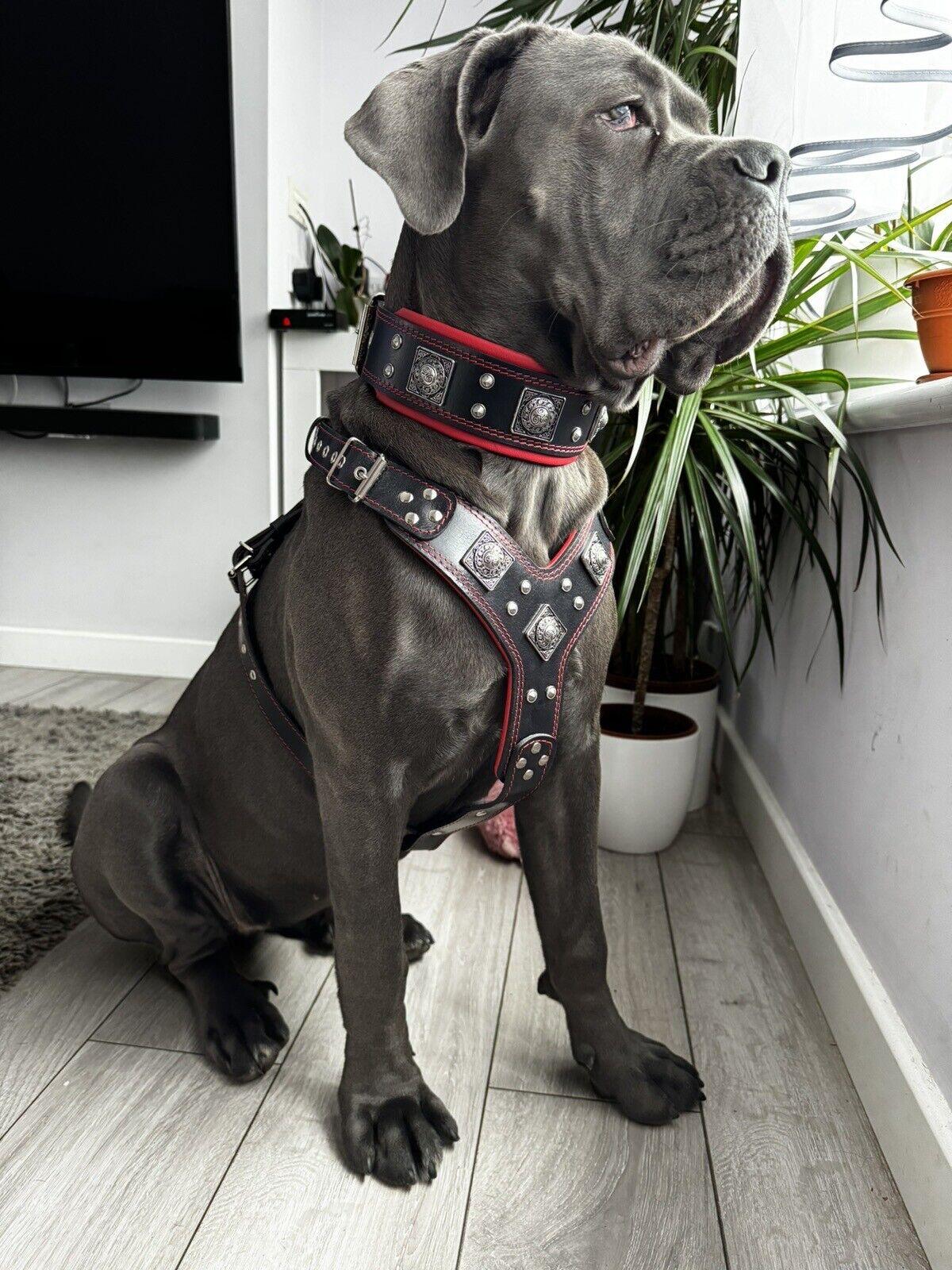 "EROS" BIG dog SET- Harness - collar - lead. Black & Red-2