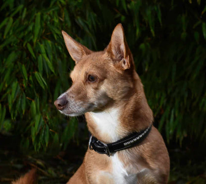 Premium dog collar in natural tanned leather and classic clincher-4