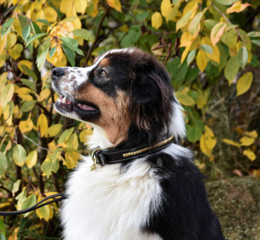 Premium dog collar in natural tanned leather and classic clincher-3