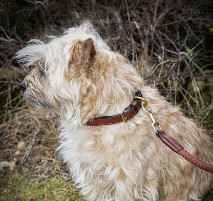 Premium dog collar in rounded natural tanned leather-5