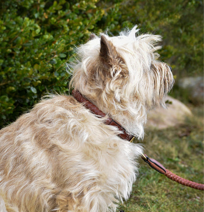 Premium dog collar in rounded natural tanned leather-3