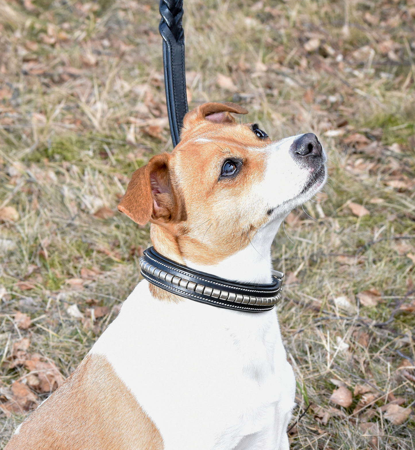 Premium dog collar in natural tanned leather and classic clincher-2