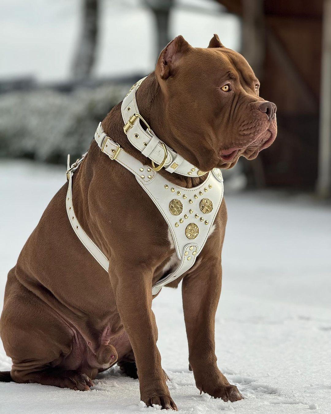 "Maximus White" BIG dog SET- Harness - collar - lead. Brass rivets-1