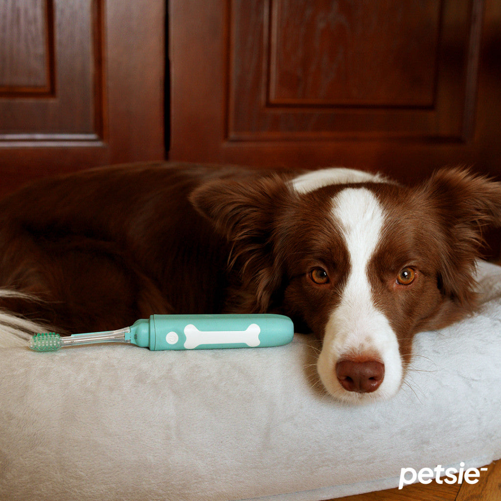 Petsie dog toothbrush (size L - 20+ kg)-6