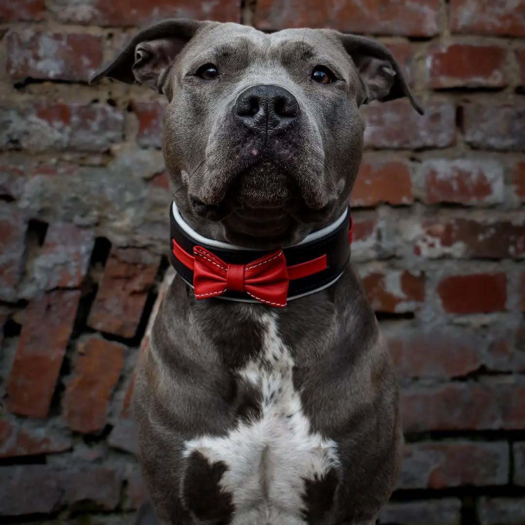 The "Bowtie" collar black-1