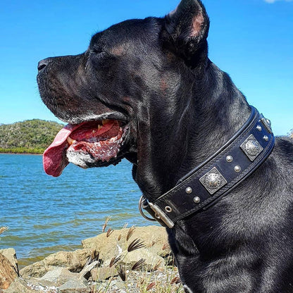 The all Black "Eros" collar 2.5 inch wide-2