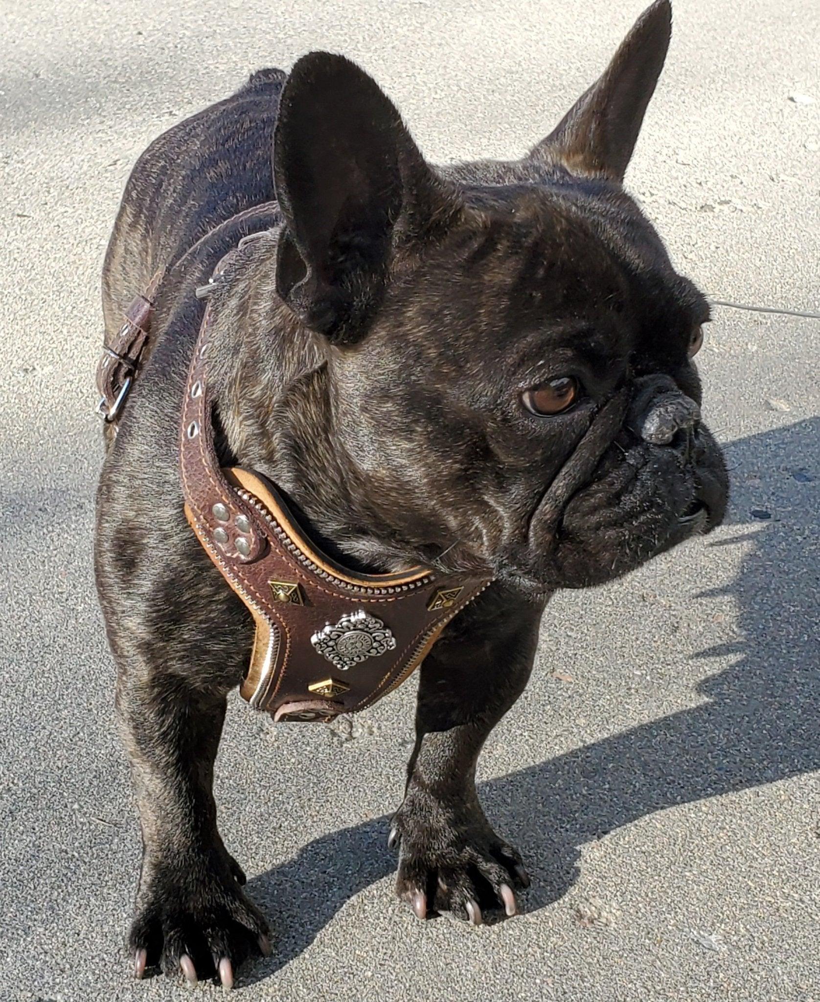 The ''Aztec'' harness Brown Small to Medium Size-1