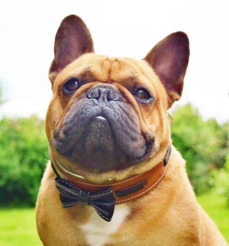 The "Bowtie" collar brown-1