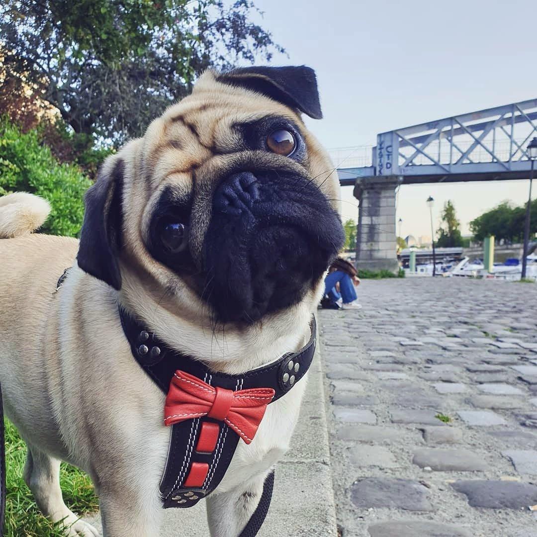 The "Bowtie" handmade leather harness black Small to Medium Size-1