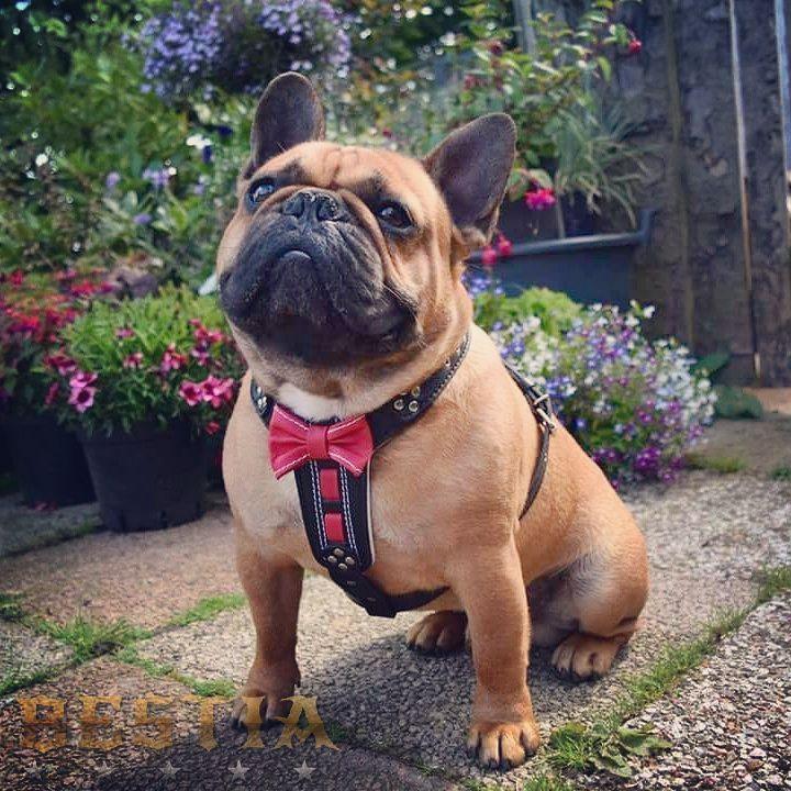 The "Bowtie" leather harness brown Small to Medium Size-1