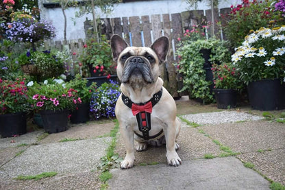 The "Bowtie" leather harness brown Small to Medium Size-3