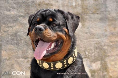 The "Maximus" collar 2.5 inch wide black & gold-4