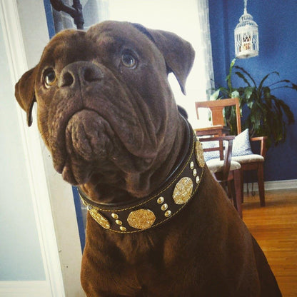 The "Maximus" collar 2.5 inch wide brown & gold-2