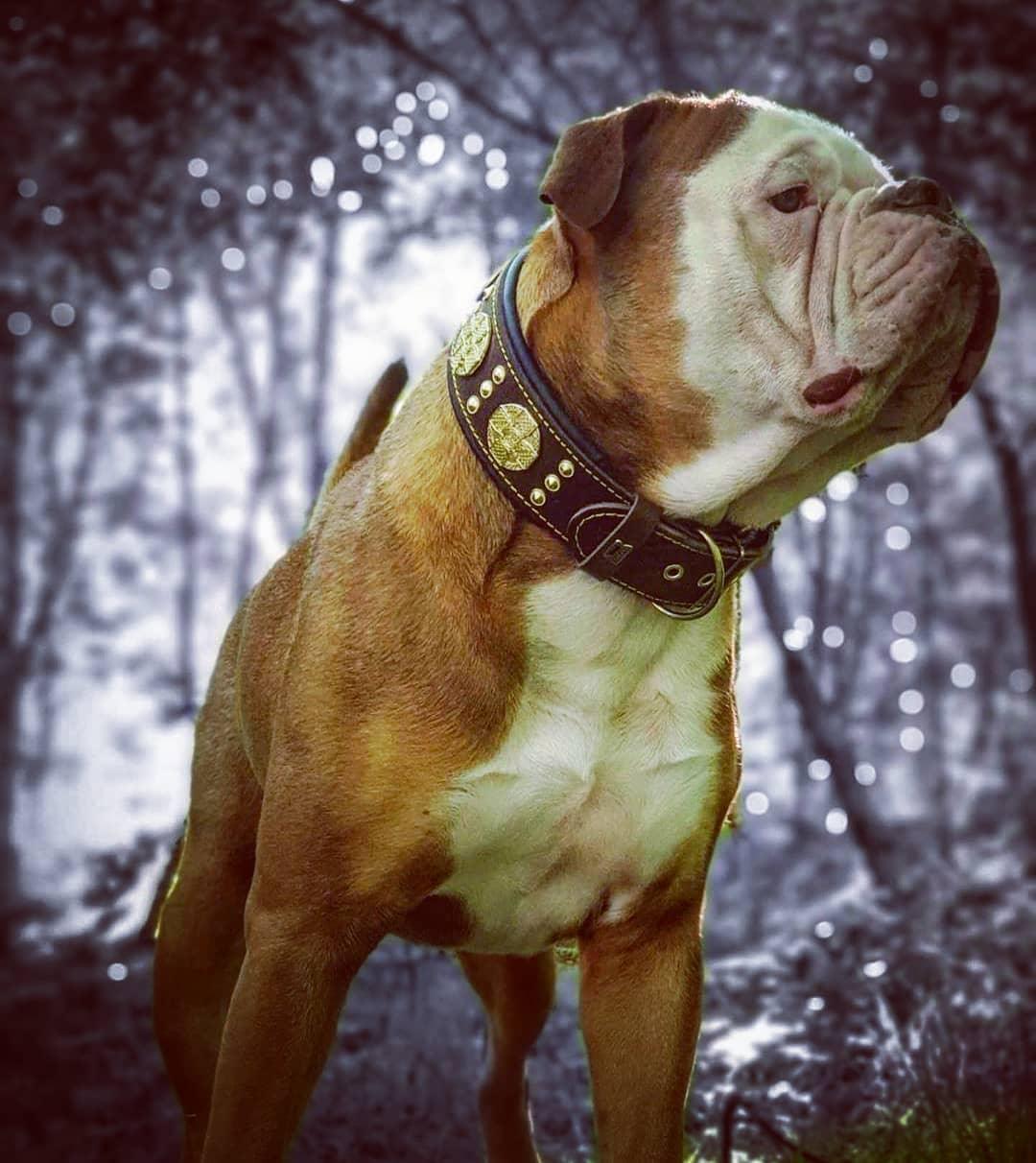 The "Maximus" collar 2.5 inch wide brown & gold-4