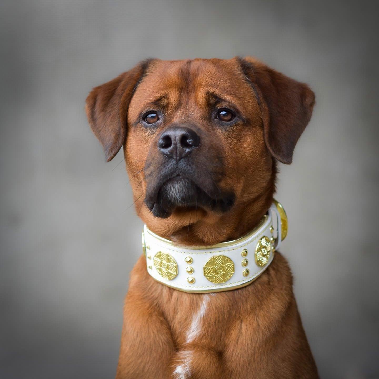 The "Maximus" collar 2.5 inch wide white & gold-1