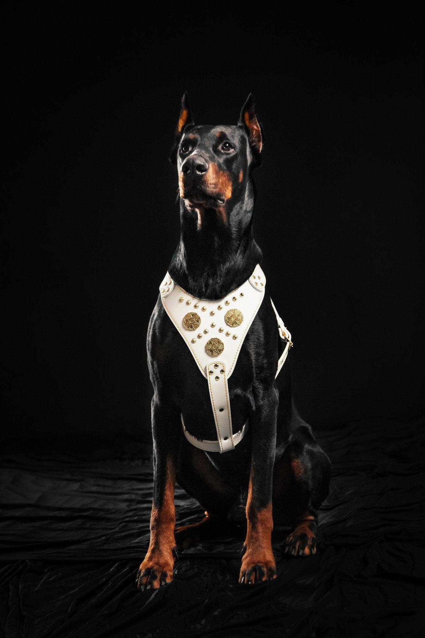 The "Maximus" harness White-2