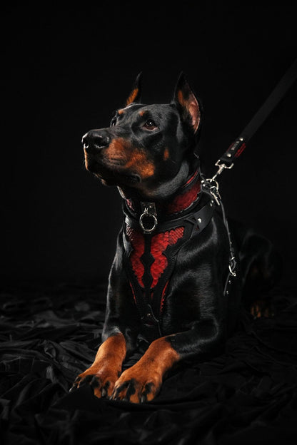 The ''Red Dragon'' harness-3