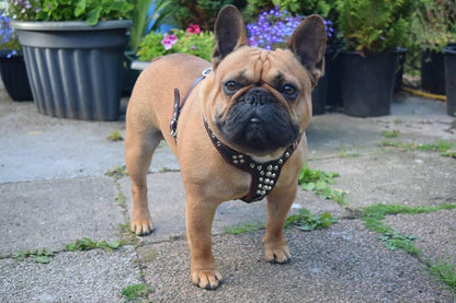 The "Rocky" studded leather harness Small to Medium Size-3