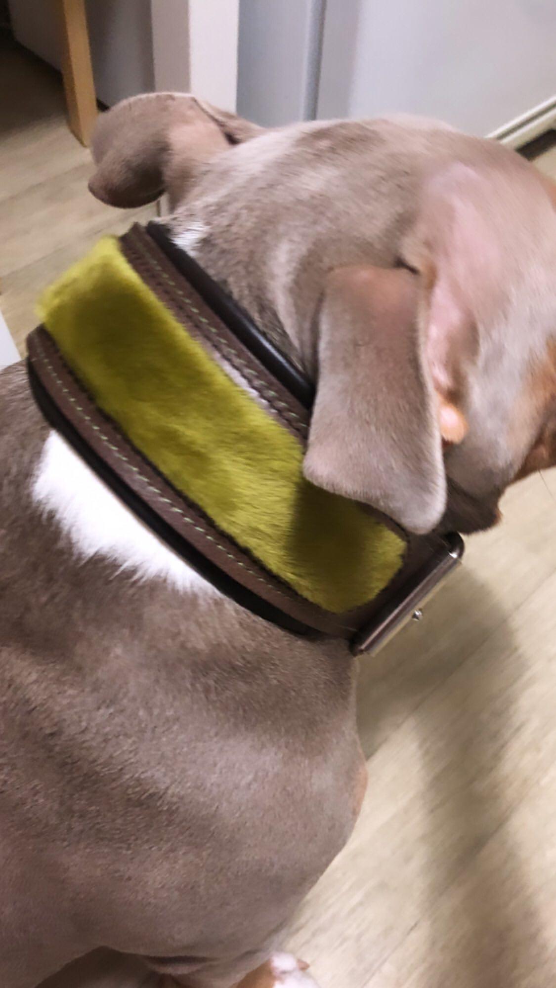 The ''Shrek'' collar-1