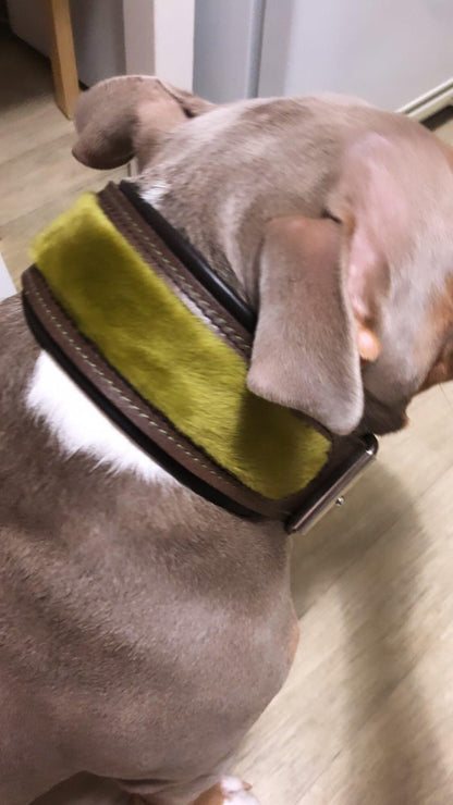 The ''Shrek'' collar-1