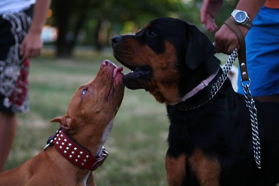 The "Star" Set- collar & leash-3