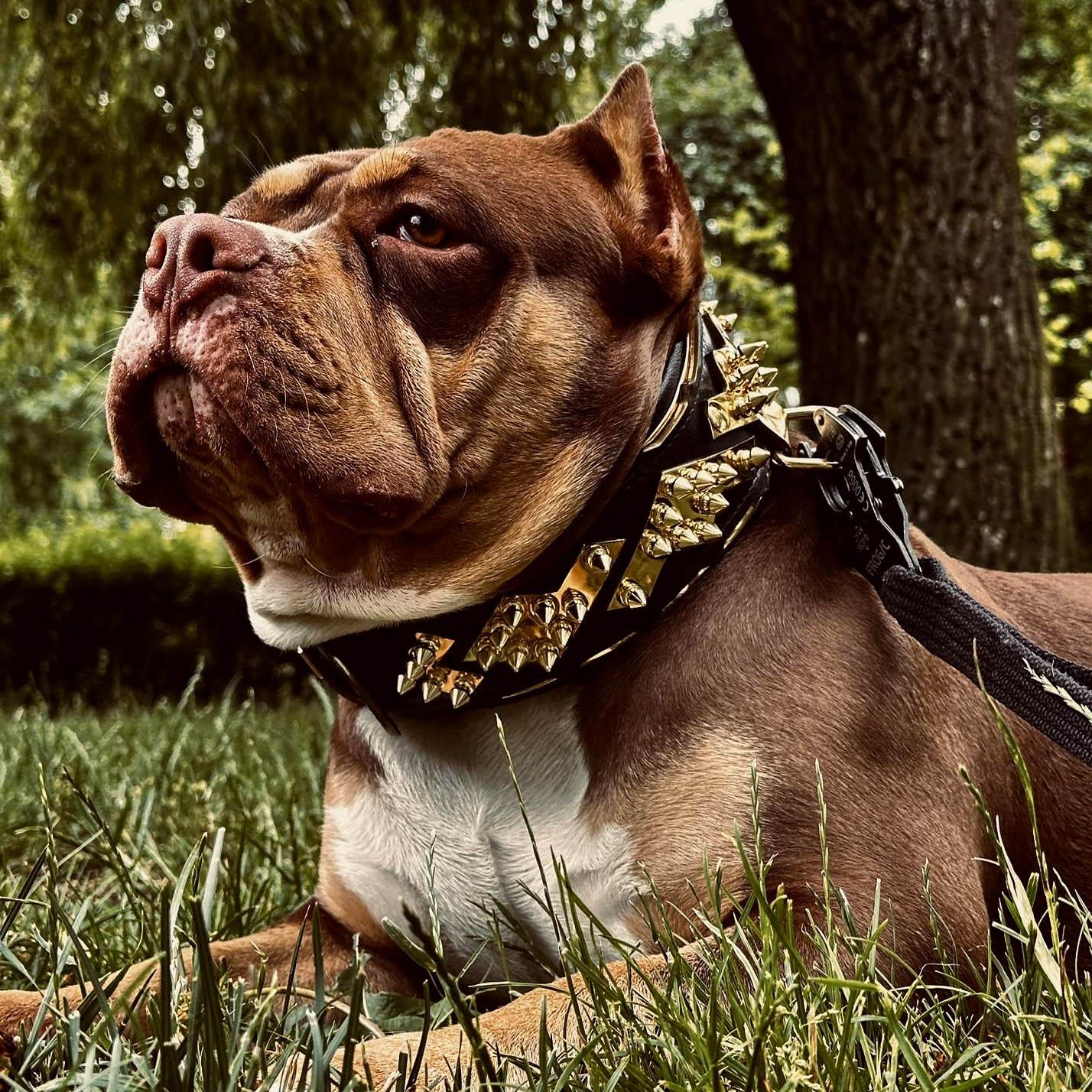 The ''Midas'' Collar Gold-3