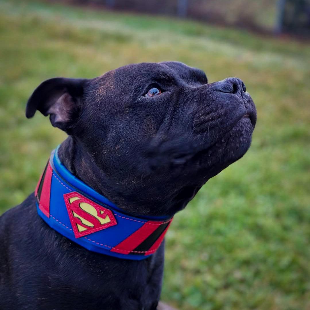 ''Superman'' collar-3